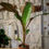 Thumbnail: Abyssinian Red Banana Tree