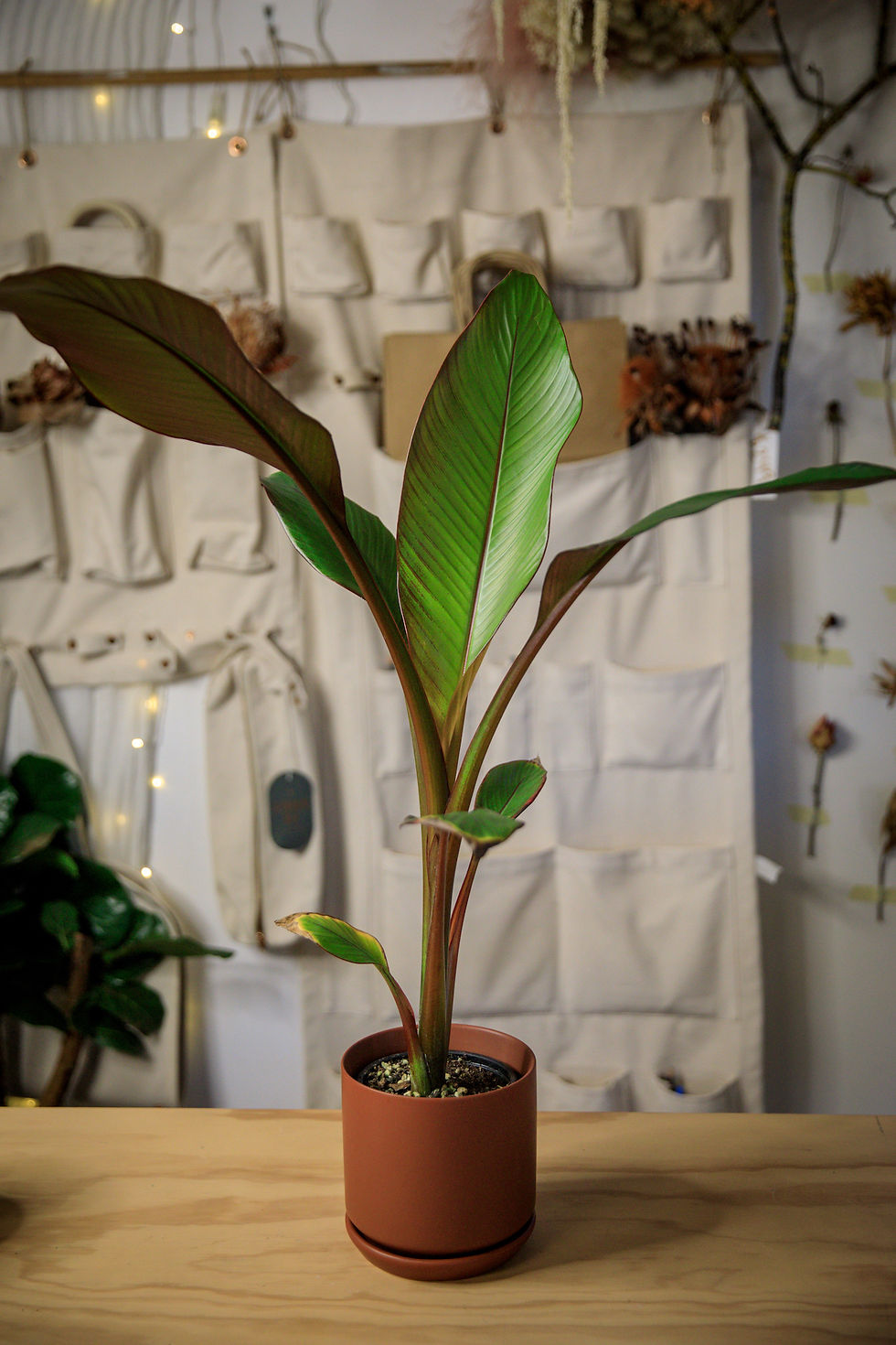 Abyssinian Red Banana Tree