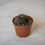 Thumbnail: Copiapoa Tenuissima