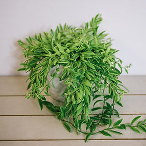 Variegated Columnea arguta/Goldfish Plant