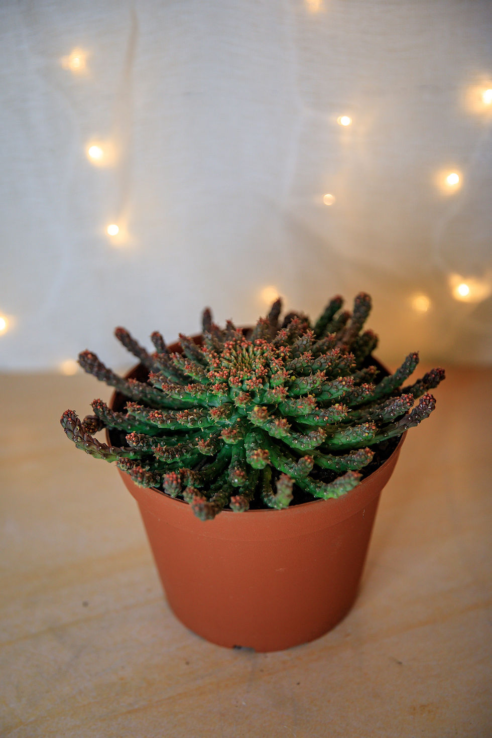 Thumbnail: Medusa's Head - Euphorbia flanagani