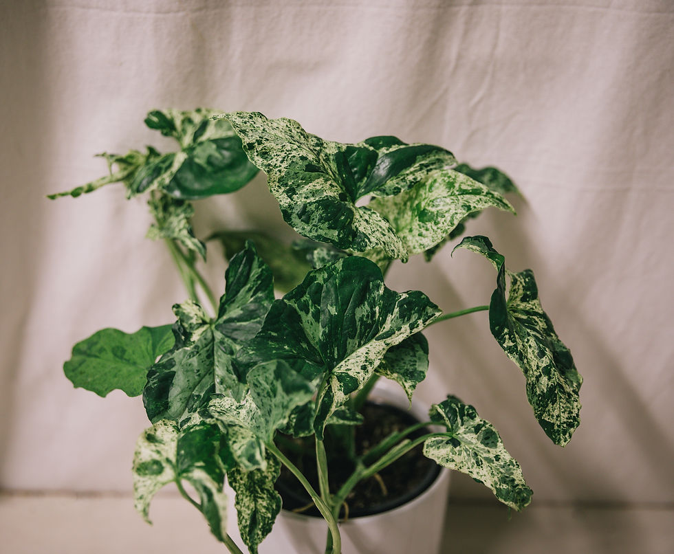 Thumbnail: Syngonium mojito