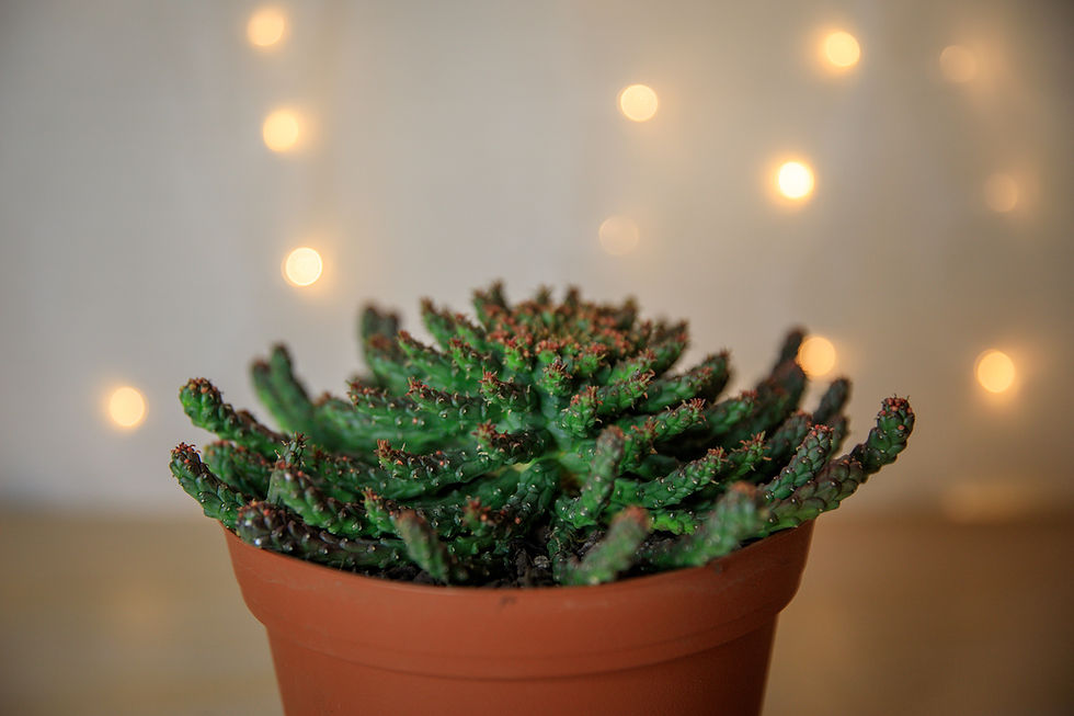 Thumbnail: Medusa's Head - Euphorbia flanagani