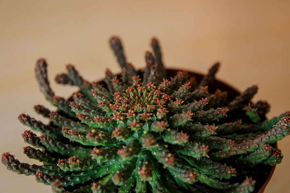 Thumbnail: Medusa's Head - Euphorbia flanagani