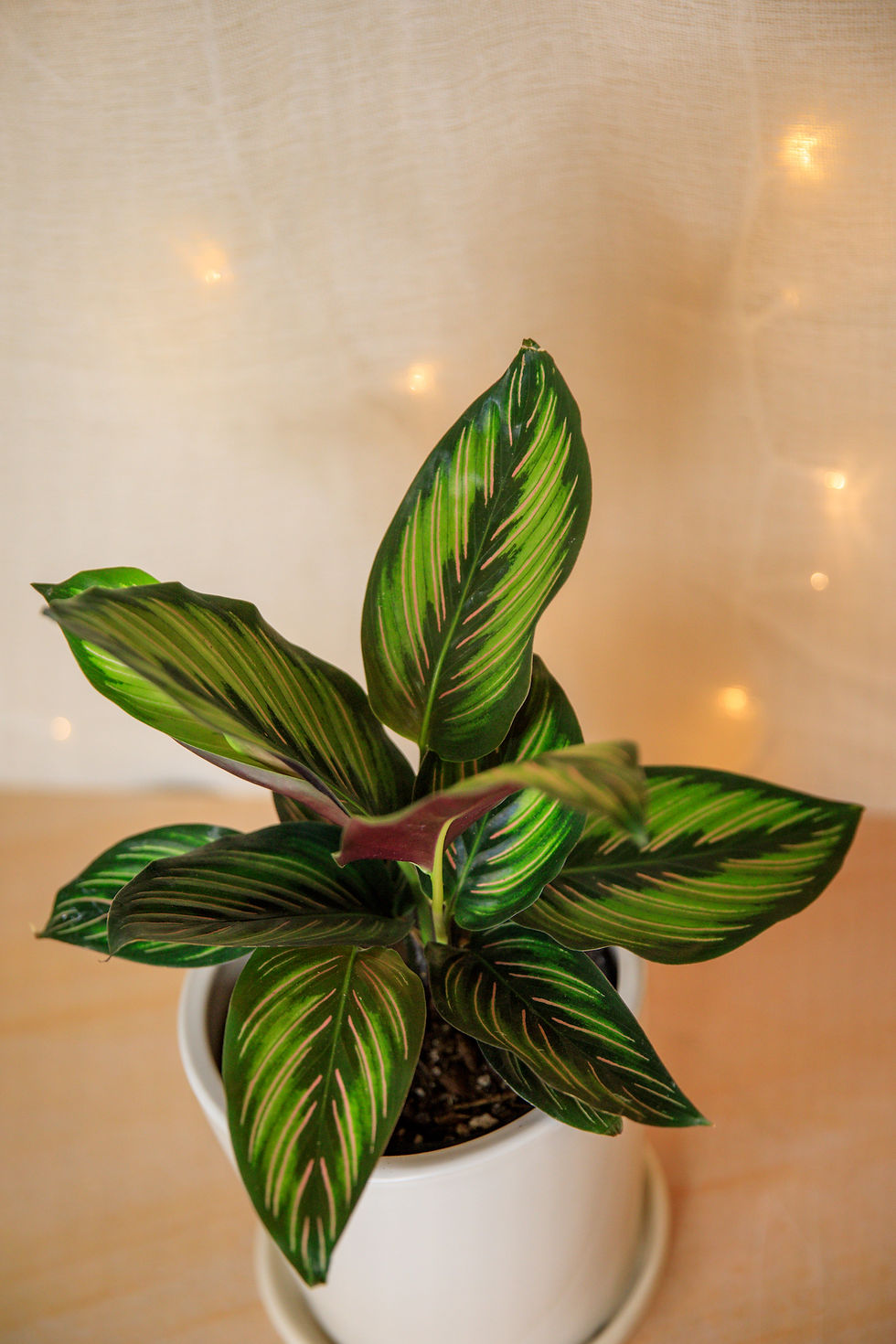 Calathea Beauty Star
