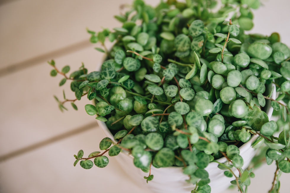 Thumbnail: Peperomia prostrata "String of Turtles"