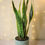Thumbnail: Sansevieria trifasciata "Laurentii" Snake Plant