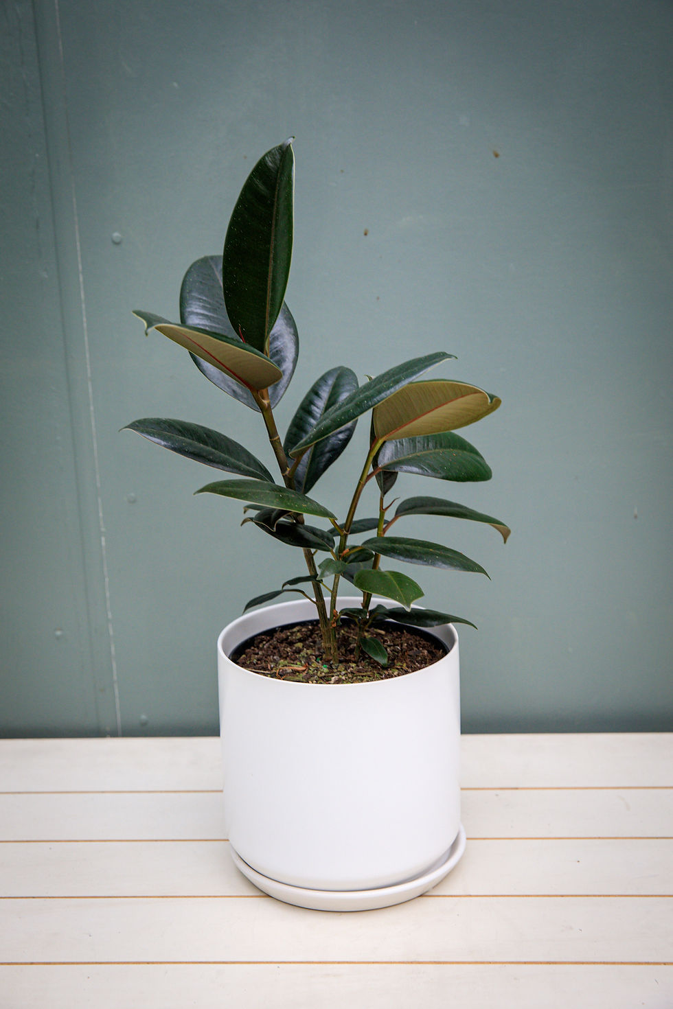 Thumbnail: Ficus Elastica "Burgundy" Rubber Tree