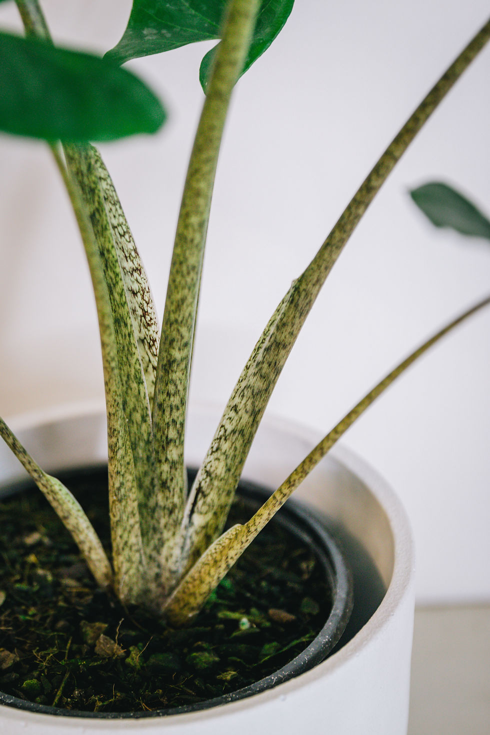 Thumbnail: Alocasia Macrorrhiza - stingray plant
