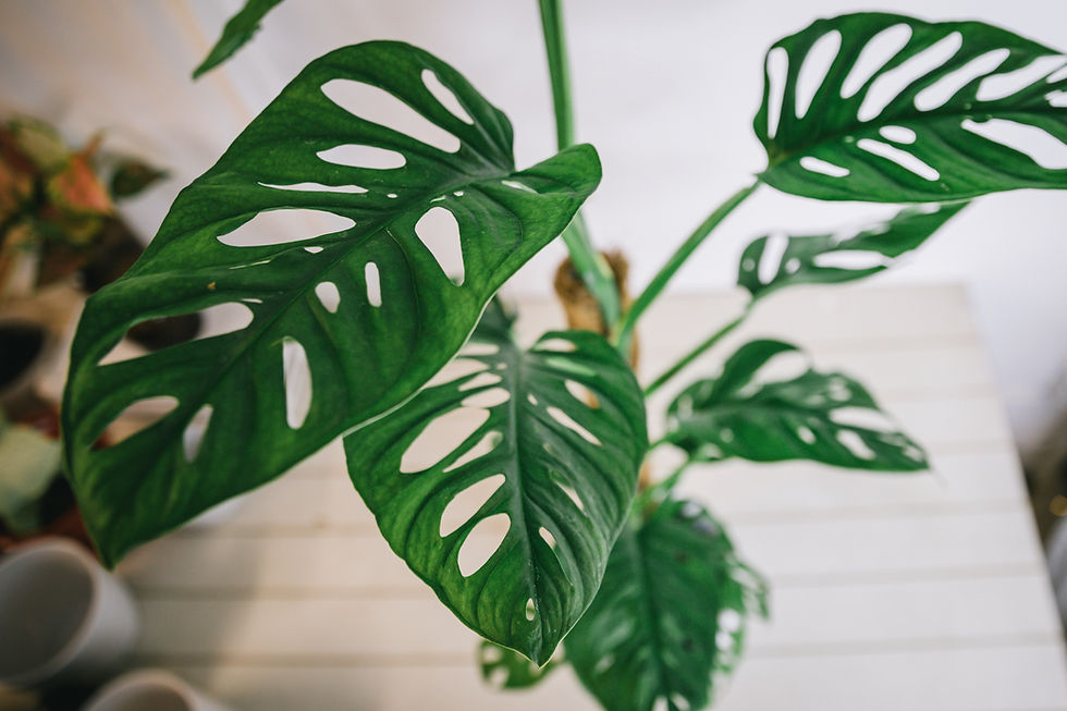 Thumbnail: Monstera monkey mask