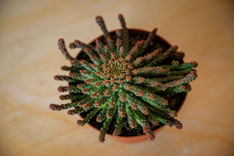 Thumbnail: Medusa's Head - Euphorbia flanagani