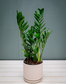 3 snake's tongue plant BubbleBlooms Variegated Snake Plant in a 4 inch Pot Classic Dracaena  trifasciata Cow's Tongue, Lengua de Vaca