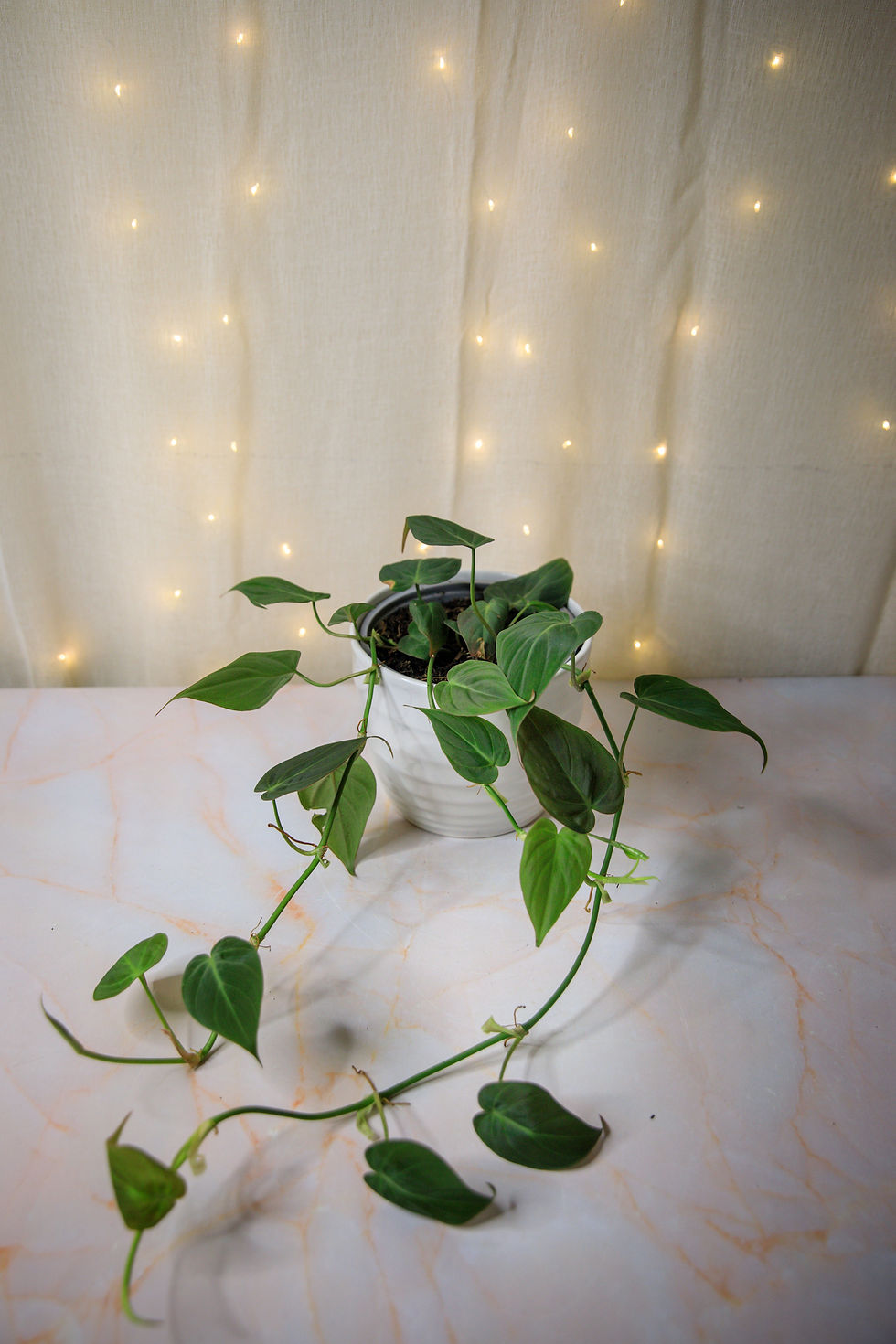 Thumbnail: Philodendron Micans
