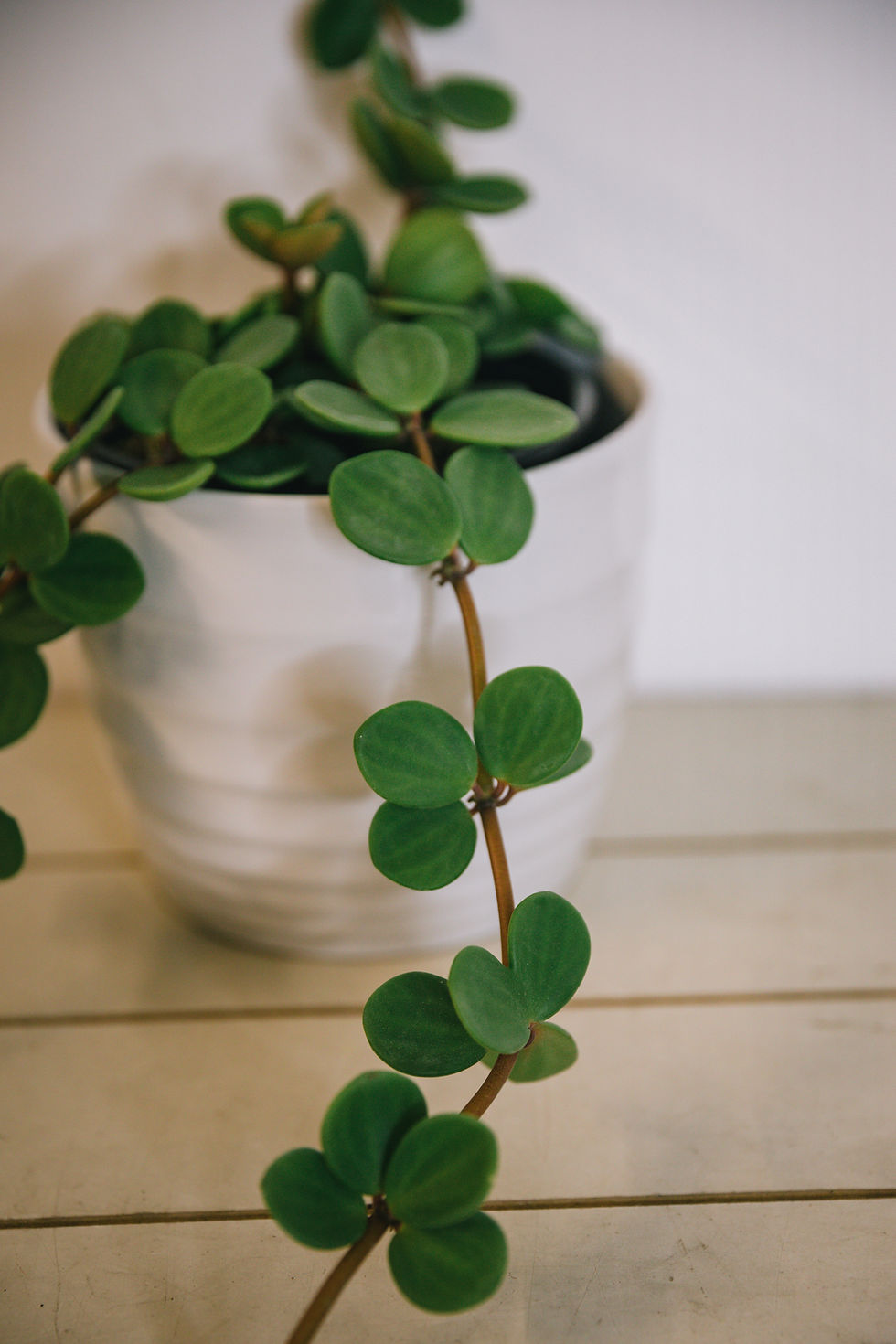 Thumbnail: Peperomia Hope