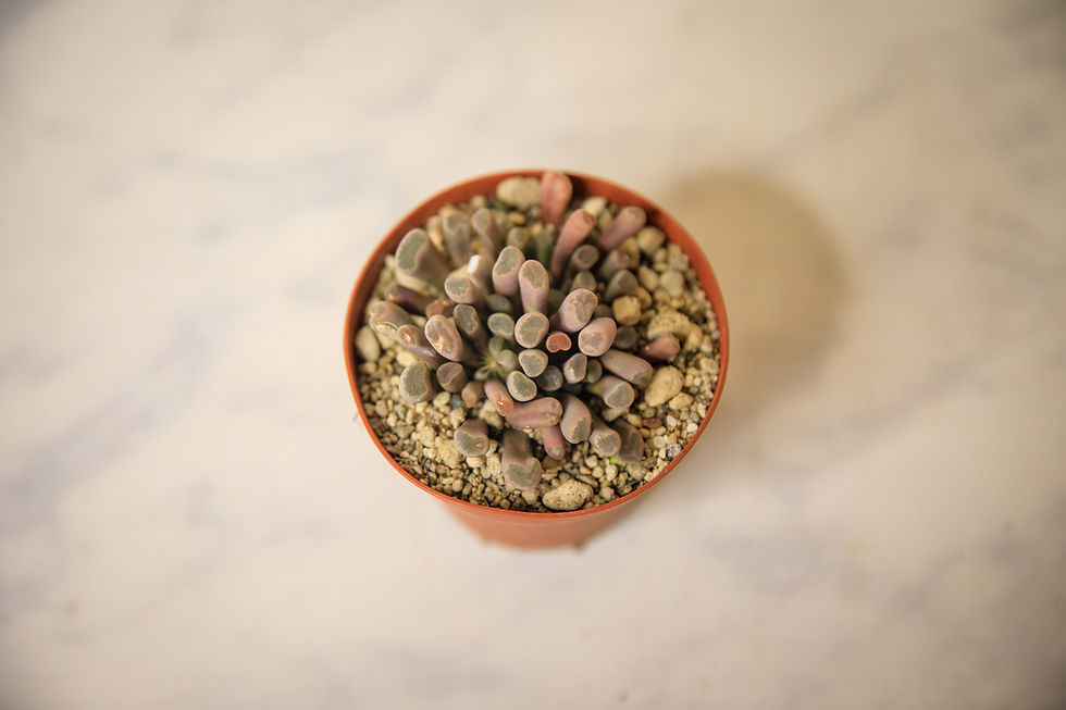 Thumbnail: Frithia pulchra "fairy elephant's feet"