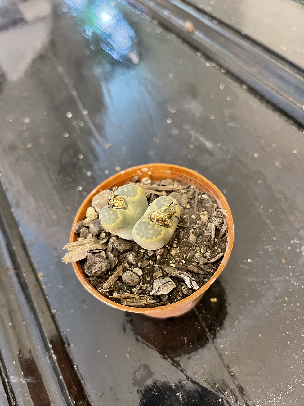 Thumbnail: Mutant lithops