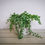 Thumbnail: Peperomia prostrata "String of Turtles"