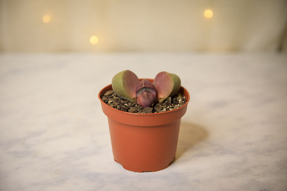 Thumbnail: Split rock succulent (Pleiospilos nelii)