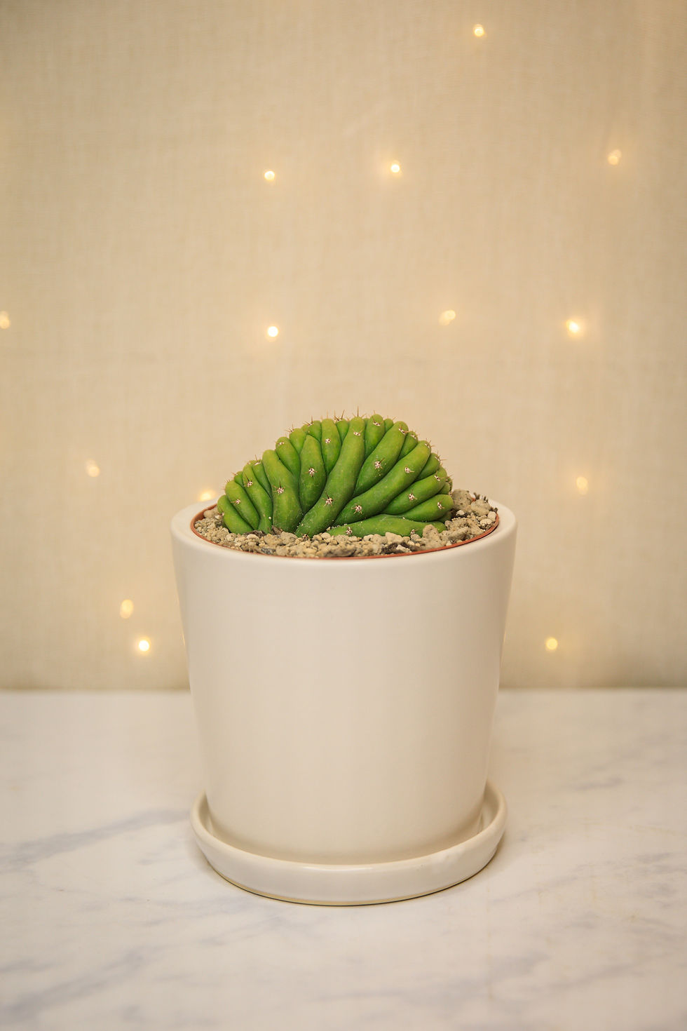Thumbnail: Crested San Pedro Cactus (Trichocereus pachanoi)