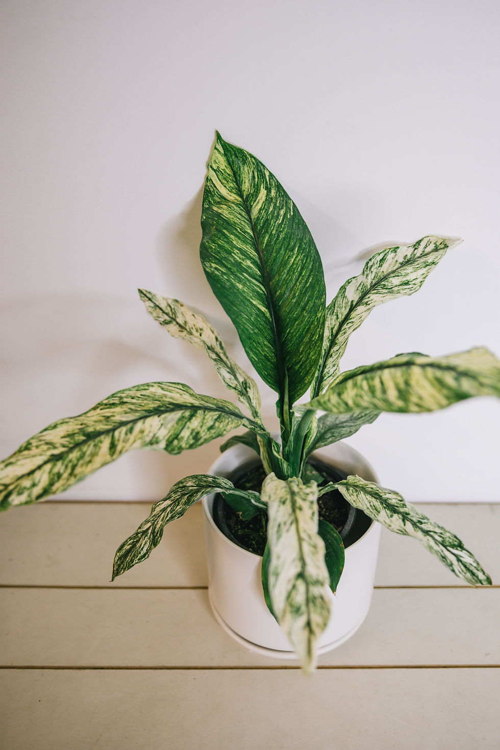 Thumbnail: Variegated Peace Lily - Spathiphyllum "Sensation"