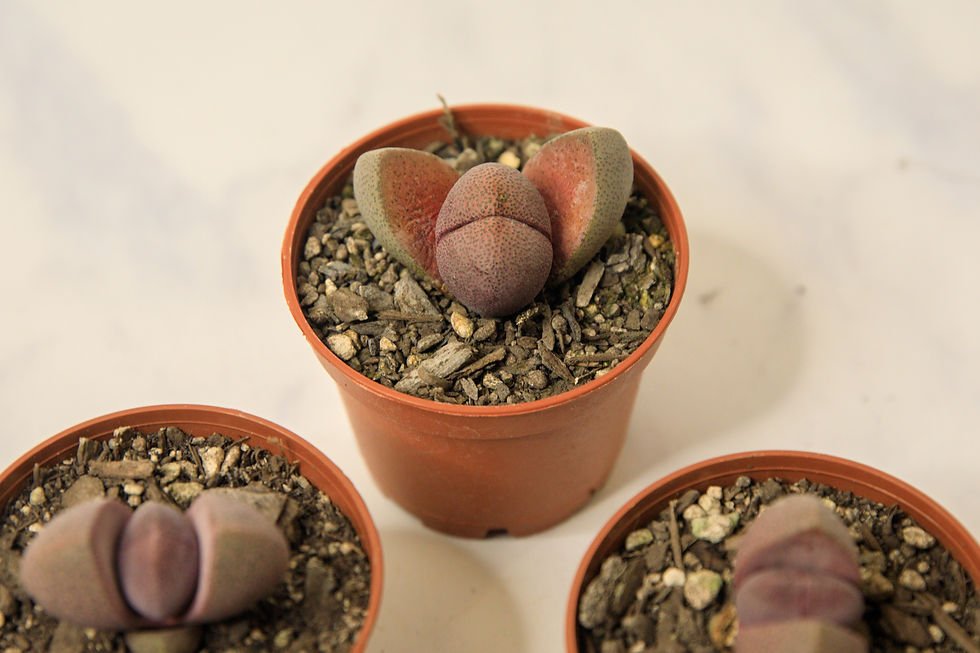Thumbnail: Split rock succulent (Pleiospilos nelii)