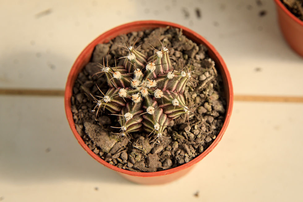 Thumbnail: Plaid cactus - Gymnocalycium stenopleurum