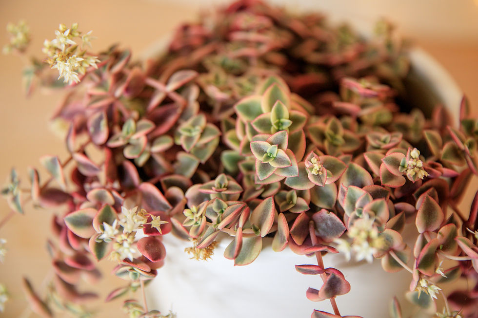 Thumbnail: Calico Kitten - Crassula Marginalis Rubra Variegata