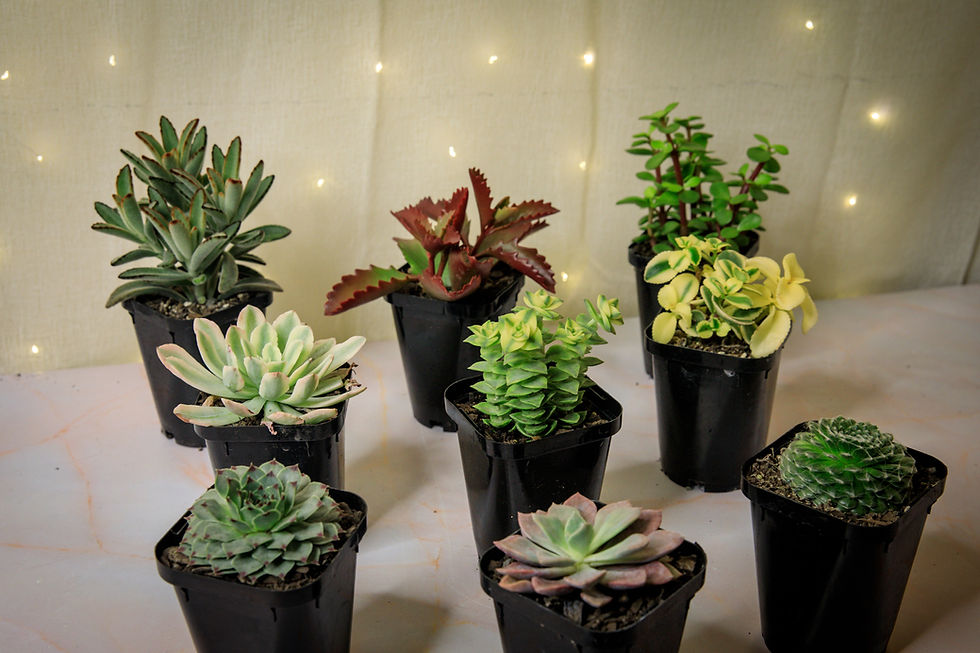 Thumbnail: The succulent bundle