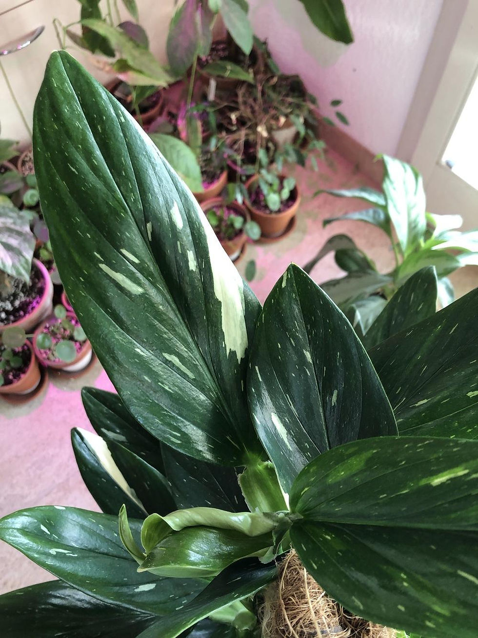 Thumbnail: Monstera standleyana 'cobra'