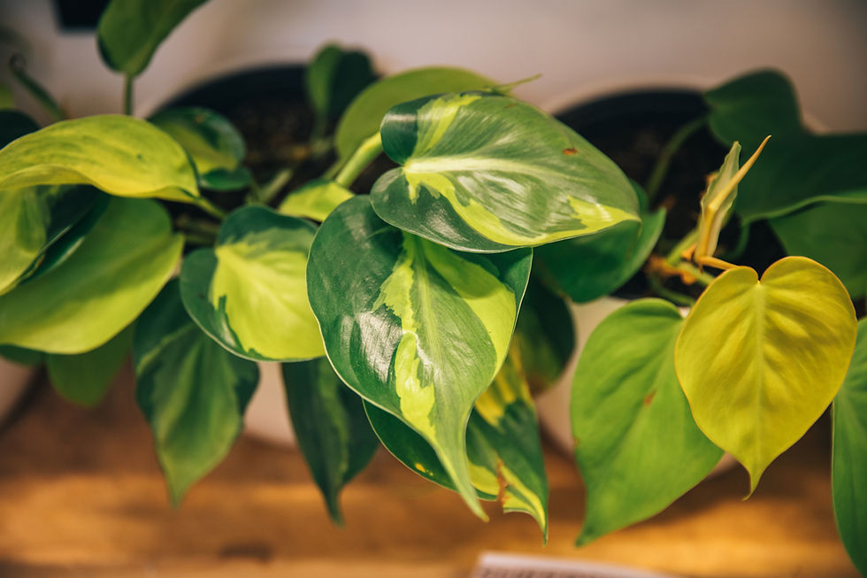 Thumbnail: Philodendron Hederaceum 'Brasil'