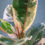 Thumbnail: Ficus elastica "Ruby"