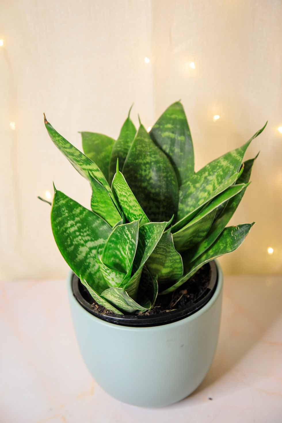 Thumbnail: Sansevieria "hahnii" Snake Plant