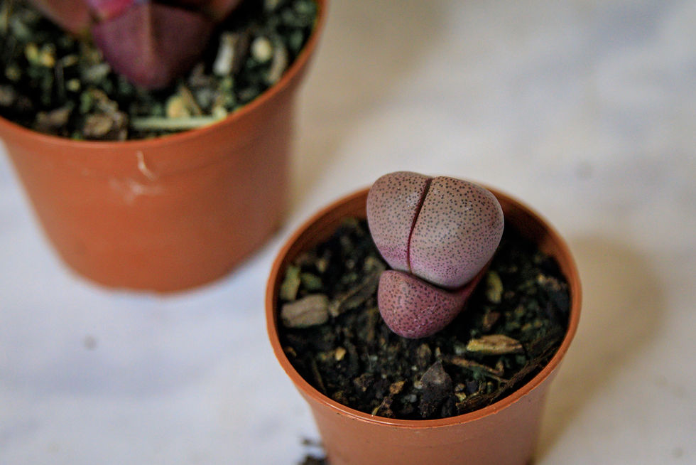 Thumbnail: Split rock succulent (Pleiospilos nelii)