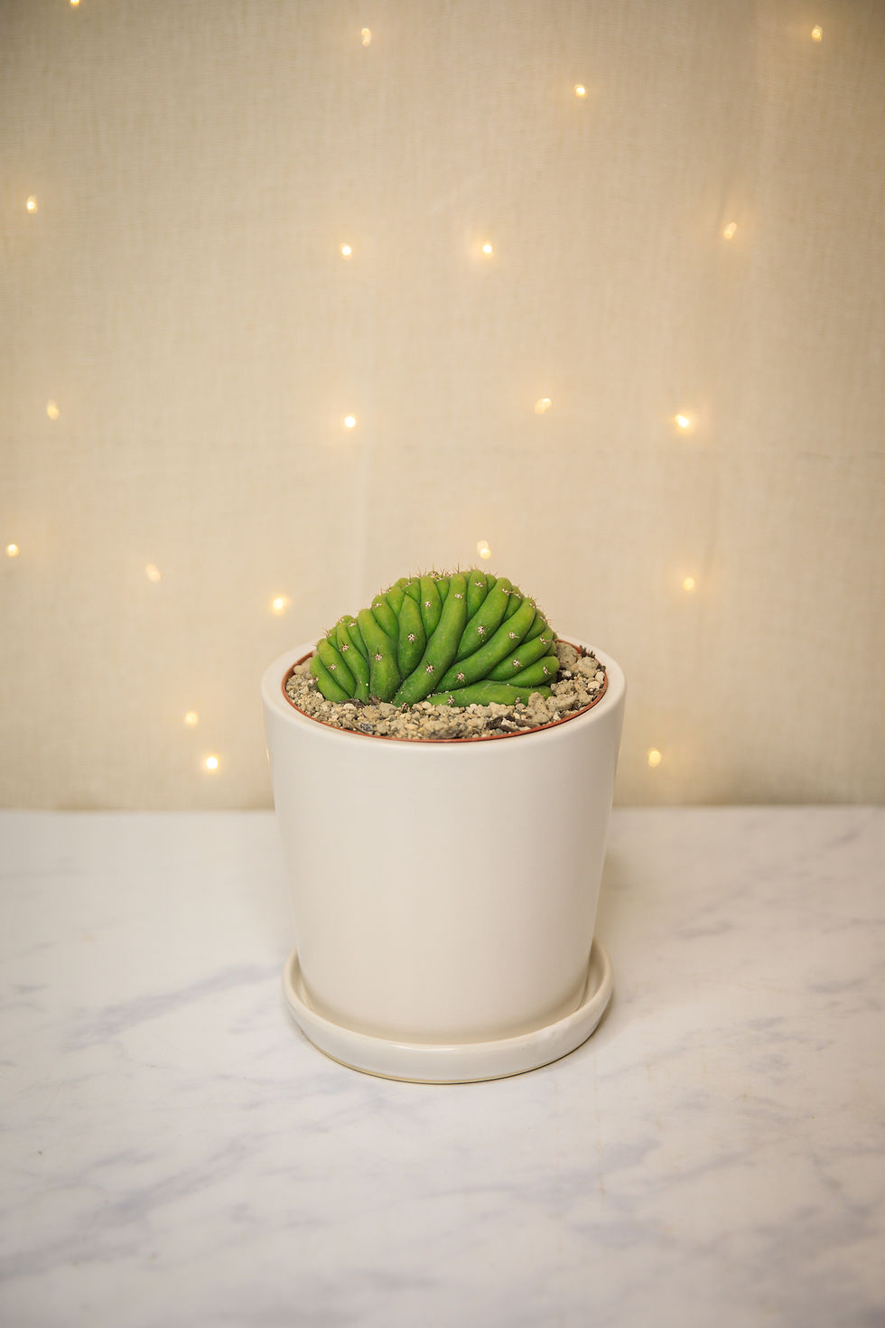 Thumbnail: Crested San Pedro Cactus (Trichocereus pachanoi)
