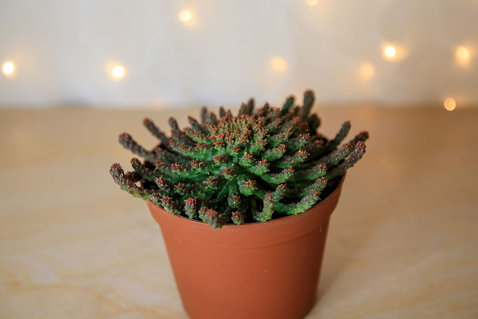 Thumbnail: Medusa's Head - Euphorbia flanagani