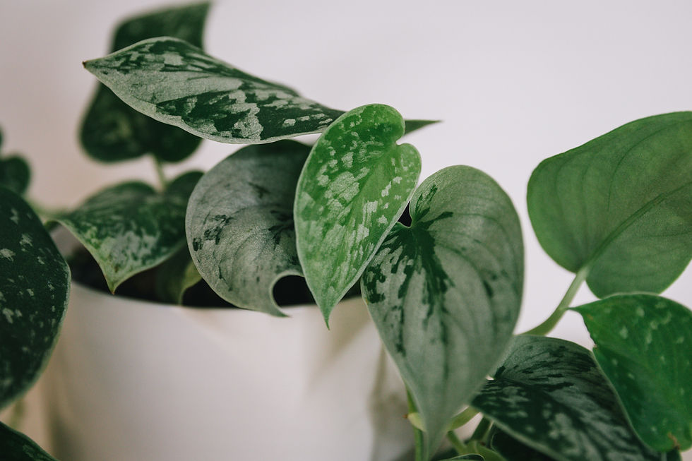 Thumbnail: Scindapsus Pictus - Silvery Ann