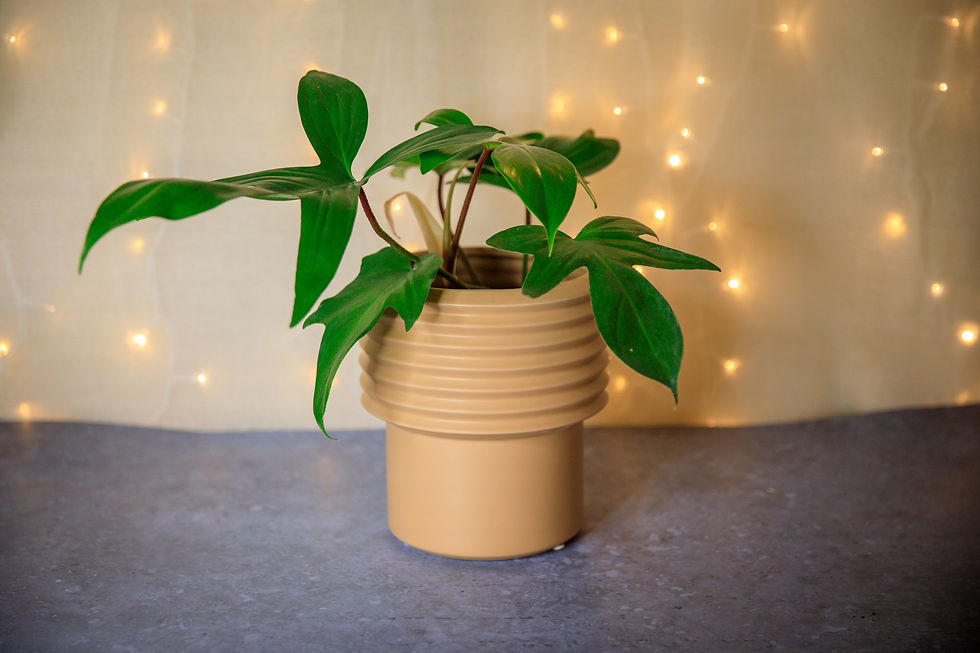 Thumbnail: Tall Berlin Planter