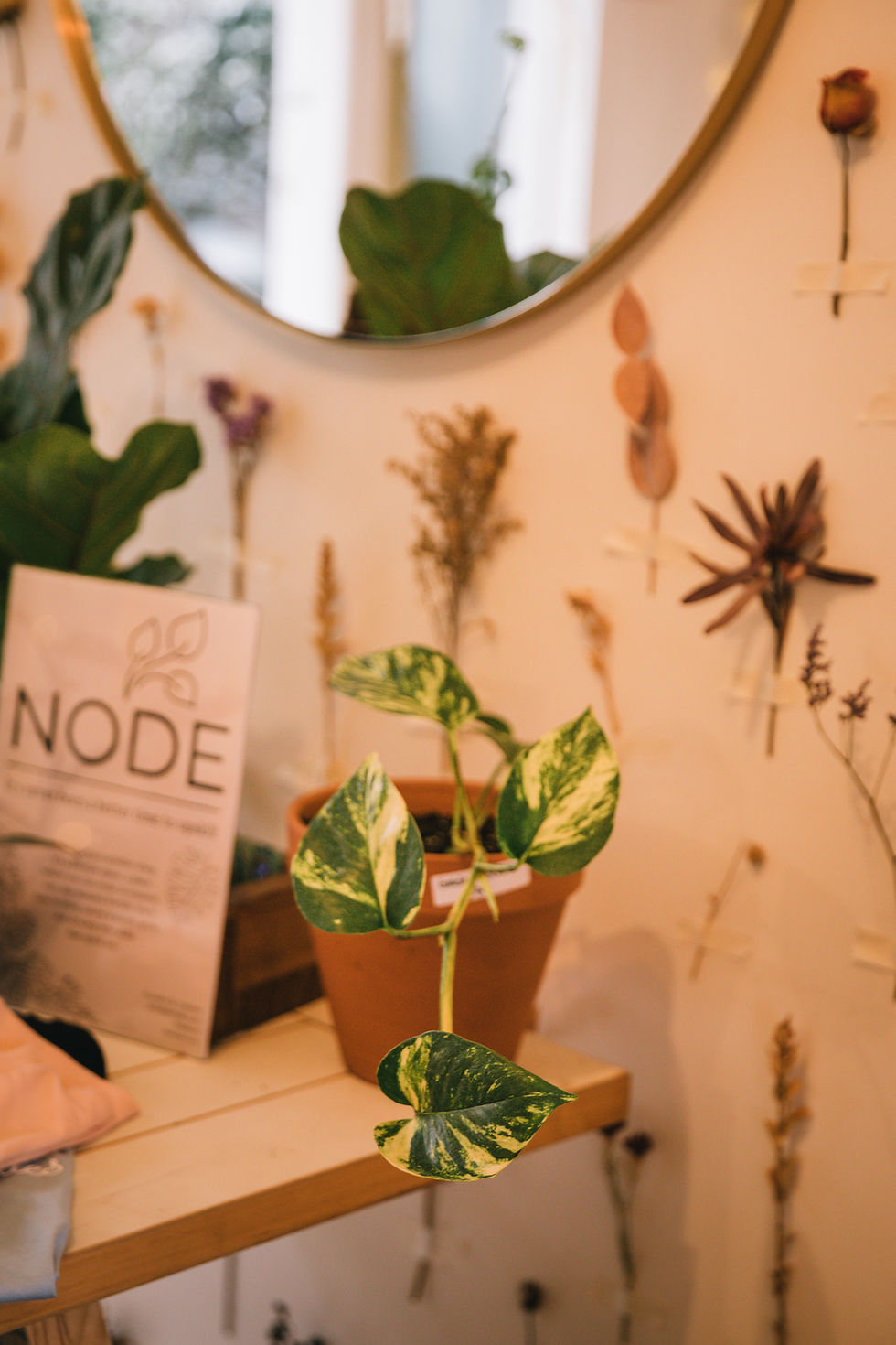 Thumbnail: Epipremnum aureum "Golden Pothos"