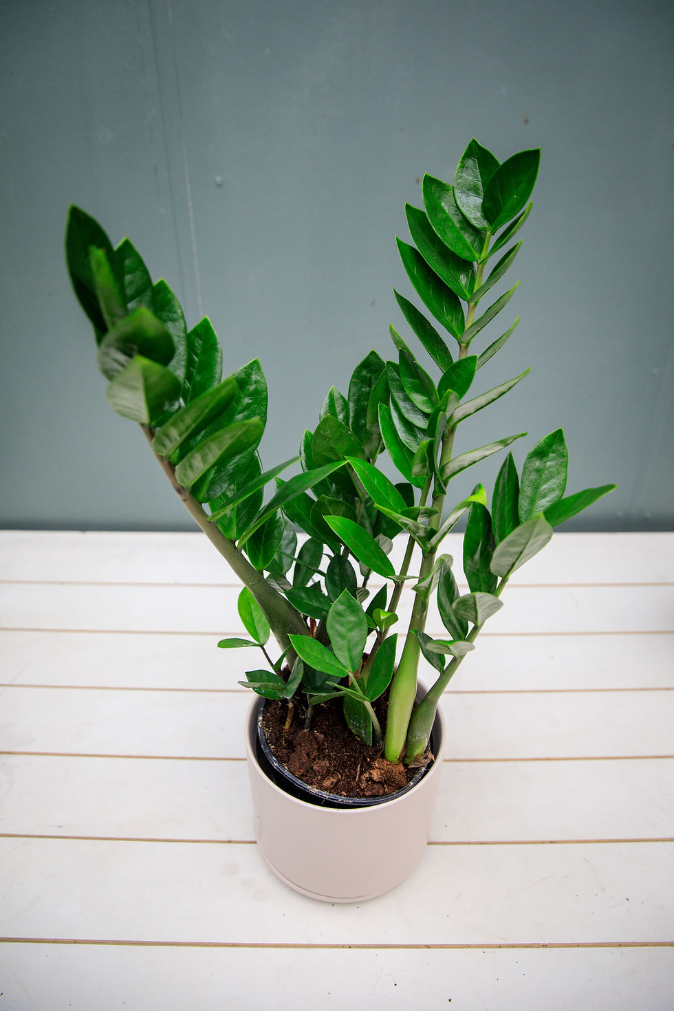 Thumbnail: ZZ - Zamioculcas Zamiifolia