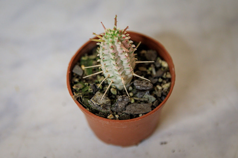 Thumbnail: Euphorbia mammillaris 'Variegata