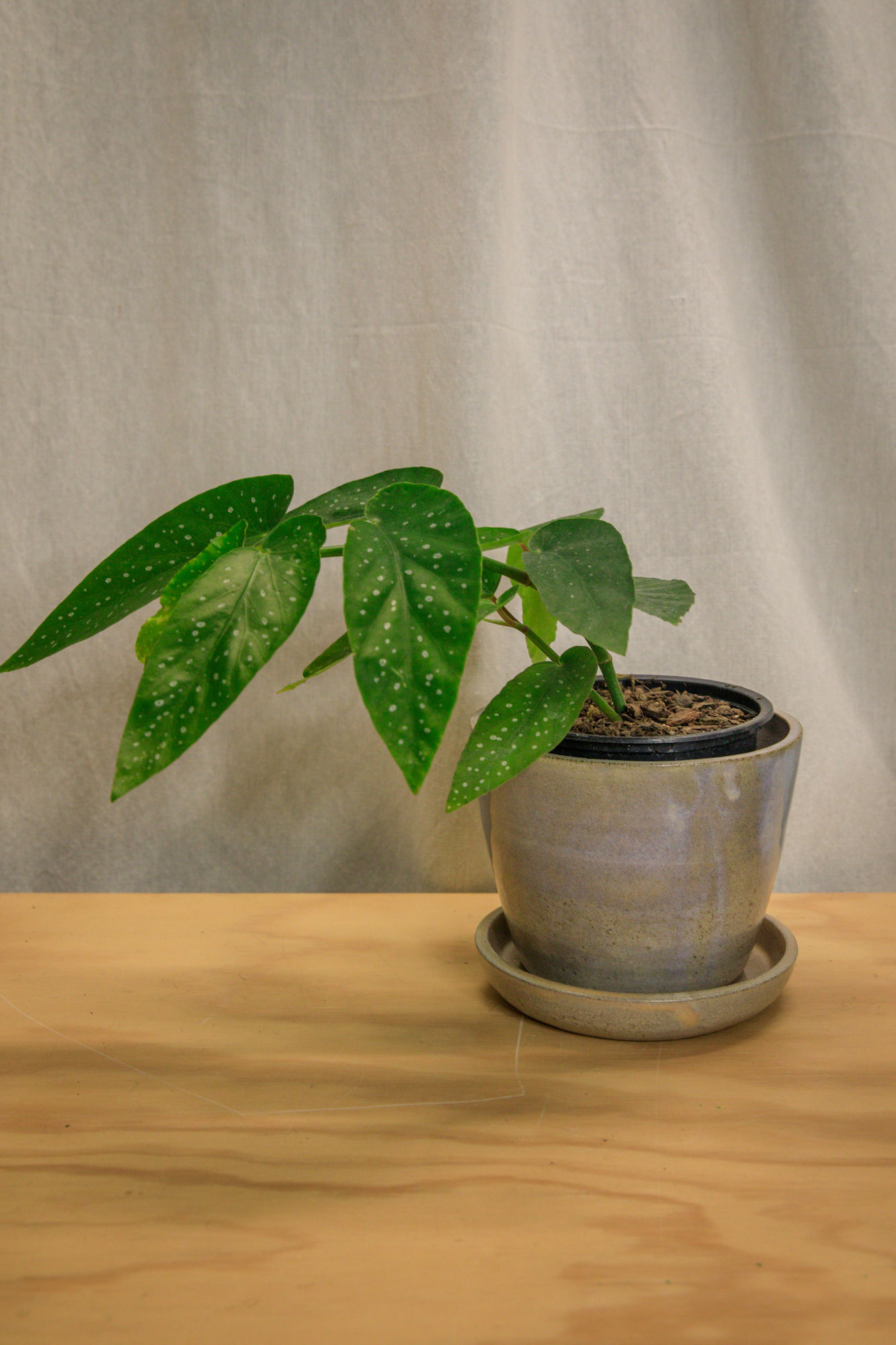 Begonia X corallina 'angel wing begonia'