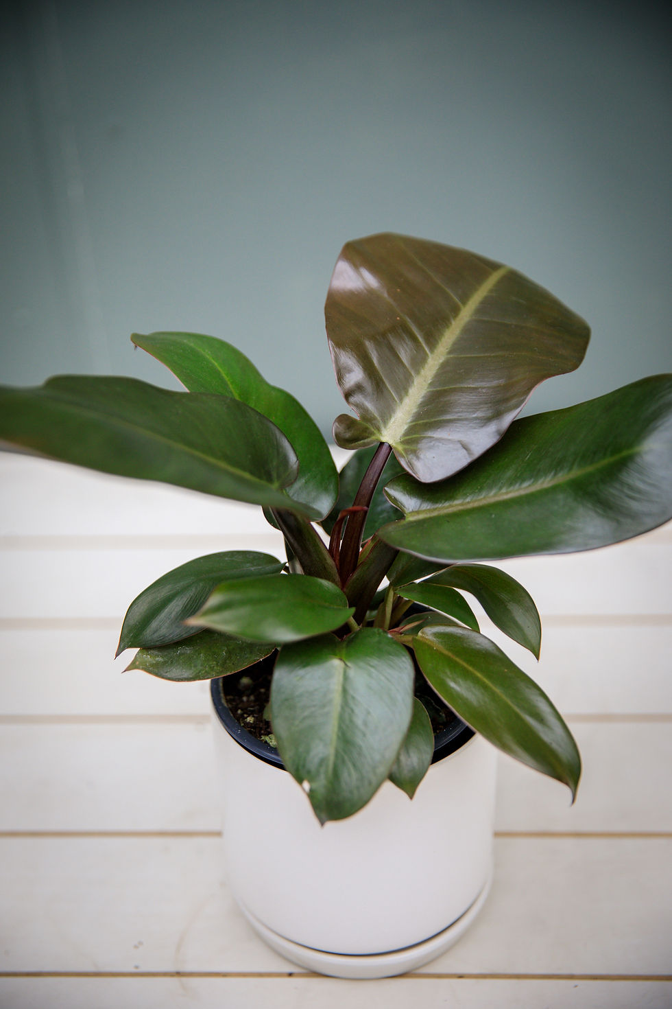 Philodendron Black Cardinal