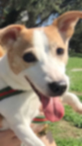 kedi sahiplendirme ilanları