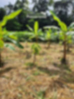 Imagem do WhatsApp de 2025-10-27 à(s) 17.47.39_d4bdeca9.jpg