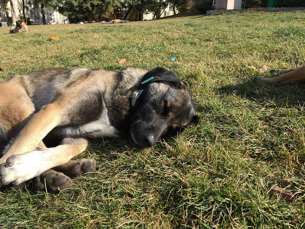 Kara relaxing in the park on a sunny day