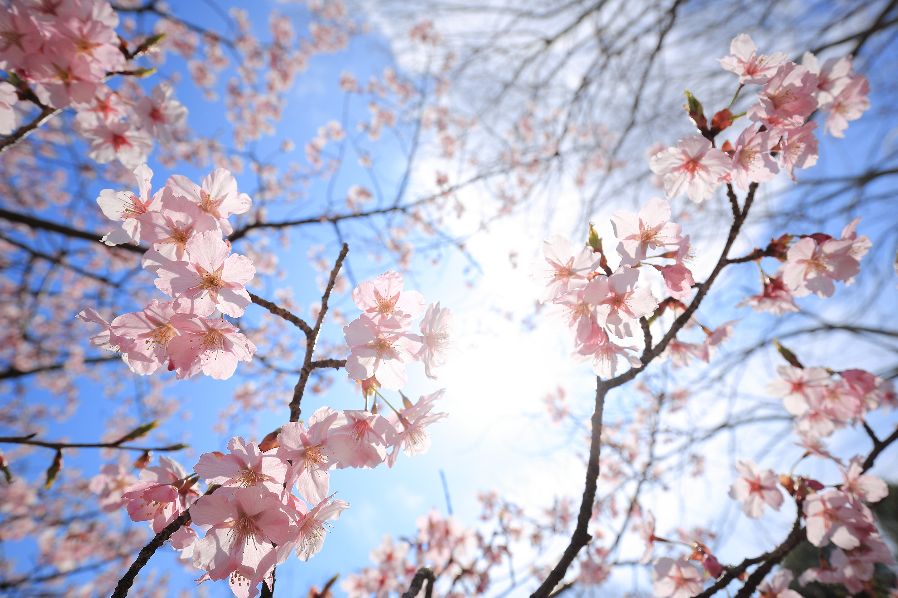 2019年3月 東京都立川市