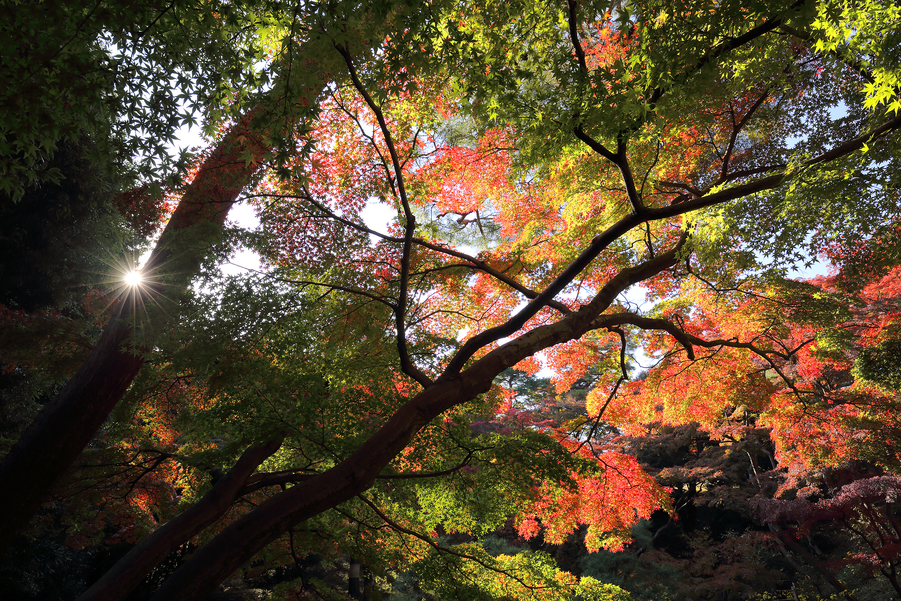 2018年11月 東京都国分寺市