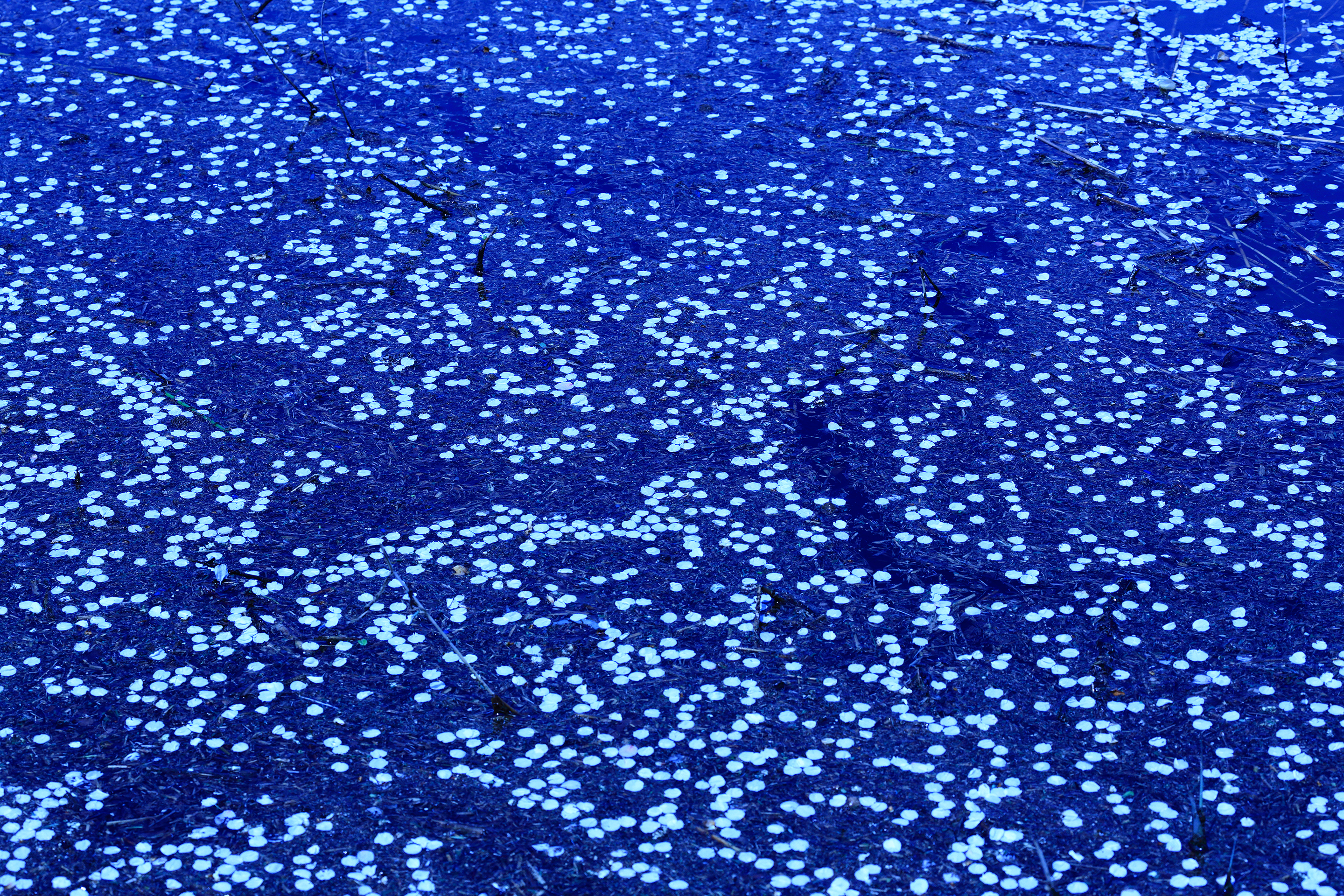 2017年4月 東京都立川市