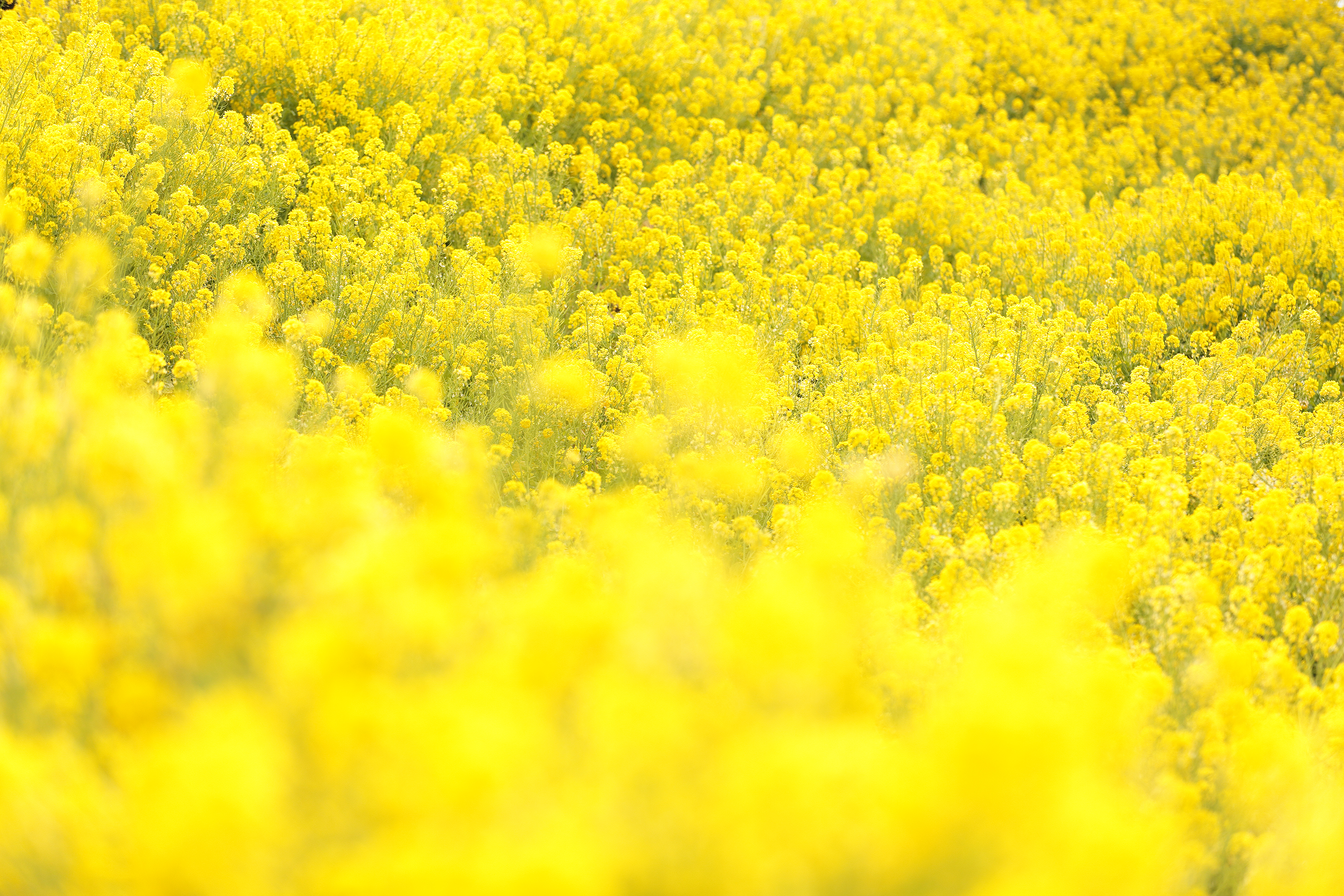 2017年2月 神奈川県中郡二宮町