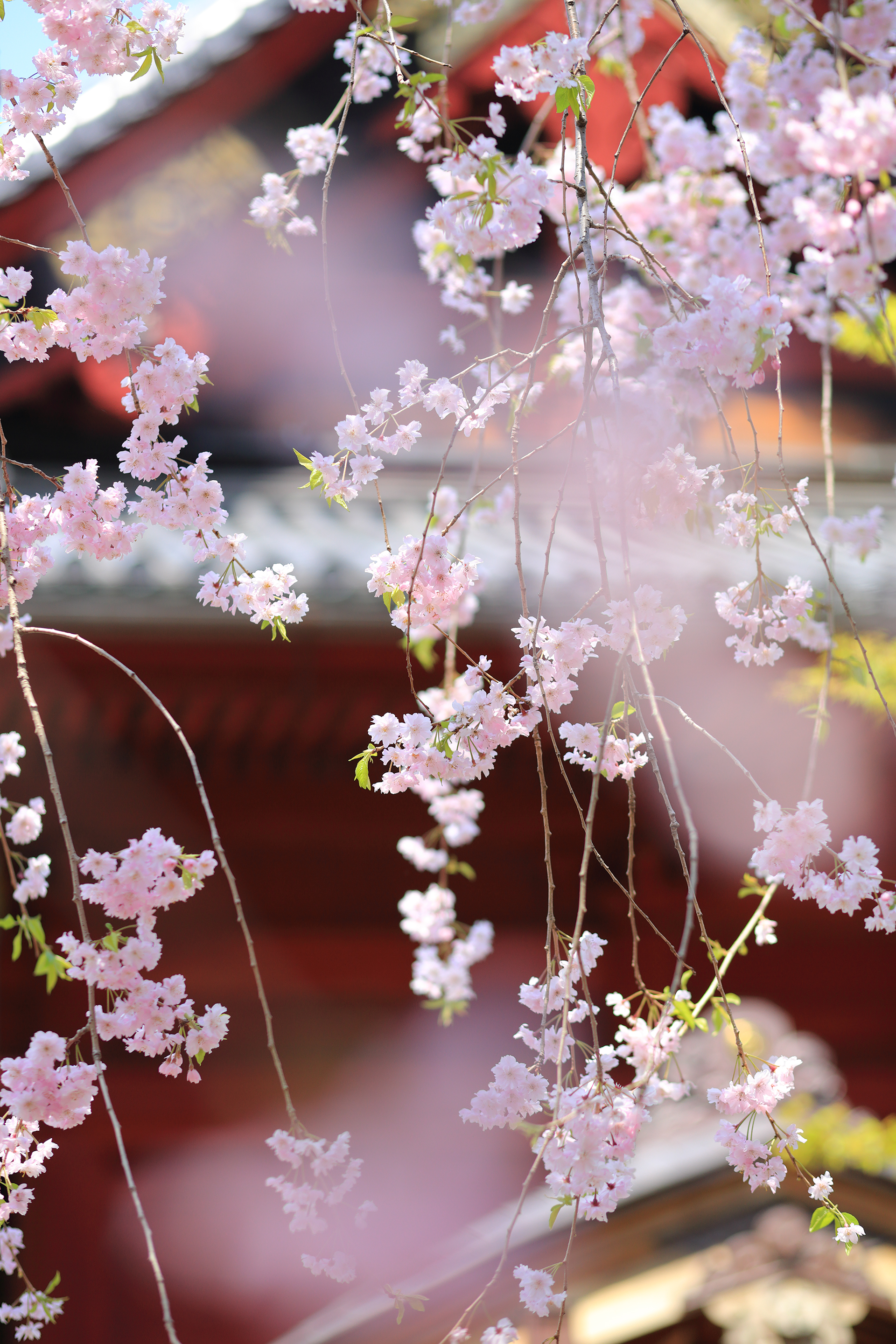 2017年4月 東京都台東区